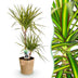 Dracaena Sunray (Drachenbaum) Topf 21cm, Höhe 90-100cm Bild 1