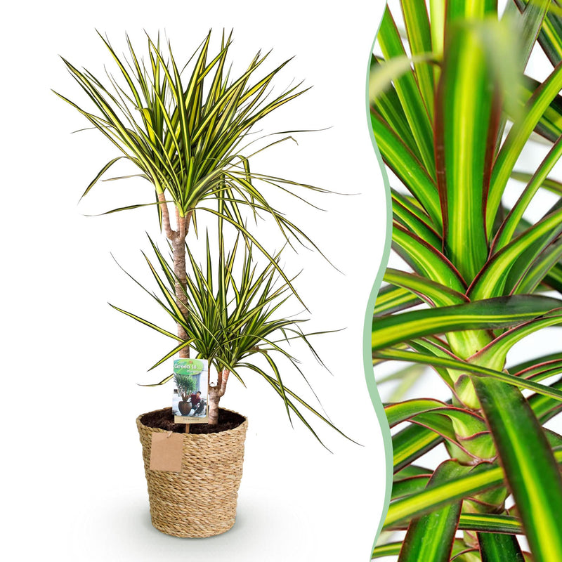 Dracaena Sunray (Drachenbaum) Topf 21cm, Höhe 90-100cm