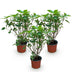 3x Hydrangea Limelight, Schneeballhortensie, winterhart, 20-30cm Bild 2