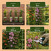 12x Regenbogen Kletterpflanze Passiflora Tricolour Rosa/Weiss/Lila Ø9cm Bild 7