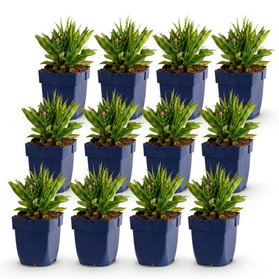 Green boutiQ - Perennial - Aster Wood's Pink - Astilbe - Bee and Butterfly Attractors - Pink - 12 Plants - Pot 11cm - Height 15-25cm