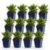 Green boutiQ - Perennial - Aster Wood's Pink - Astilbe - Bee and Butterfly Attractors - Pink - 12 Plants - Pot 11cm - Height 15-25cm Bild 2