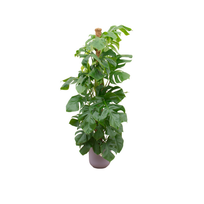 Monstera Pertusum XL mit elho Topf – Tropische Dschungel-Optik