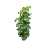 Monstera Pertusum XL mit elho Topf – Tropische Dschungel-Optik Bild 1