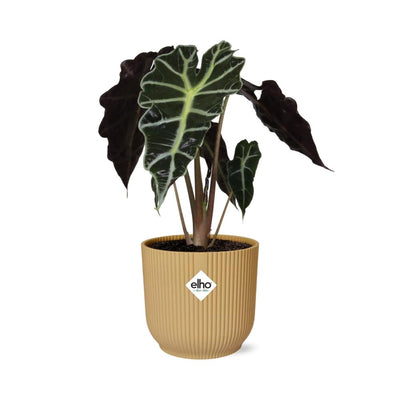Alocasia 'Polly' in a yellow ELHO Vibes Fold pot, 14 cm