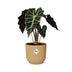 Alocasia 'Polly' in a yellow ELHO Vibes Fold pot, 14 cm Bild 2