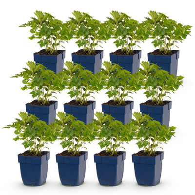 Green boutiQ - Perennial - Astilbe chin. Pumila - False Spirea - Shade - Purple - 12 Plants - Pot 11cm - Height 15-25cm
