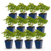 Green boutiQ - Perennial - Astilbe chin. Pumila - False Spirea - Shade - Purple - 12 Plants - Pot 11cm - Height 15-25cm Bild 2