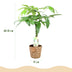 Money Tree (Pachira Aquatica) with Braided Stem, Set of 2, 60-70cm Bild 4