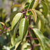 GreenboutiQ - Heckenpflanzen - Prunus lusitanica Angustifolia - Blatt grün - 6 Pflanzen - 1 laufender Meter - immergrün - Topf 17cm Höhe 50cm Bild 4