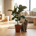 Gummibaum 'Ficus Elastica Cloe' - Pflegeleicht, 65cm, Topf 19cm Bild 5