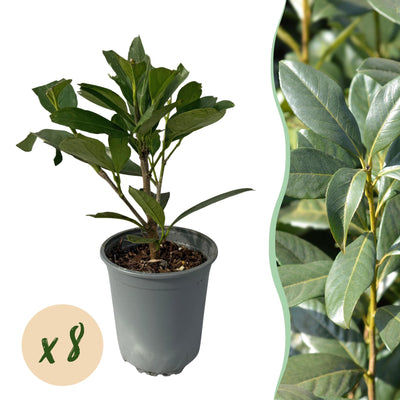 GreenboutiQ Kirschlorbeer 'Caucasica' - 8 Pflanzen für 1m Hecke