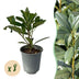 GreenboutiQ Kirschlorbeer 'Caucasica' - 8 Pflanzen für 1m Hecke Bild 1