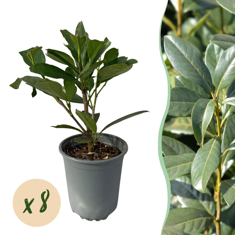 GreenboutiQ Kirschlorbeer 'Caucasica' - 8 Pflanzen für 1m Hecke