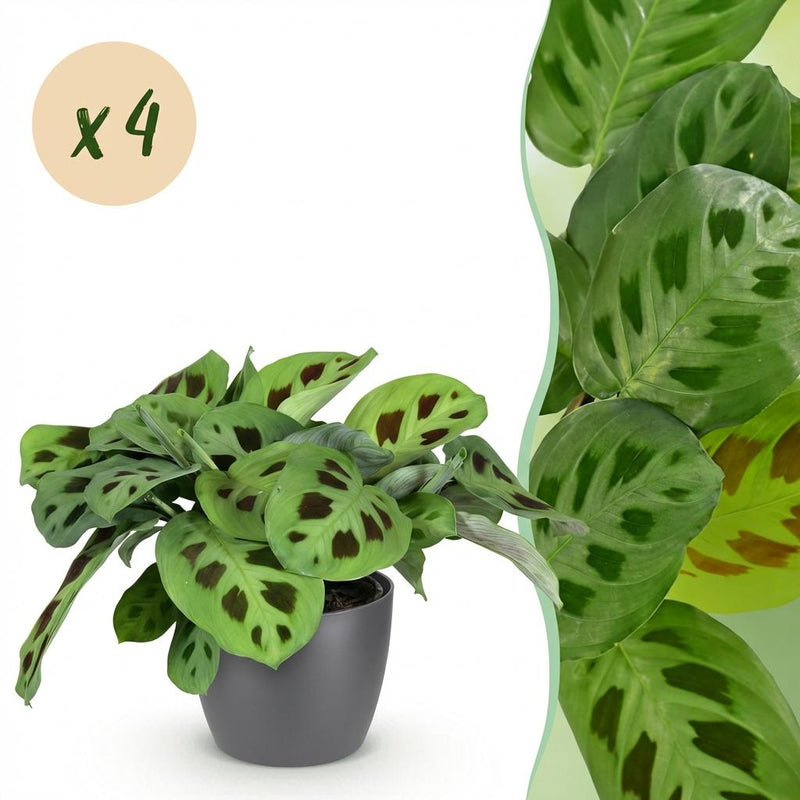 Green BoutiQ Maranta Fascinator Kerchoveana Prayer Plant Set of 4