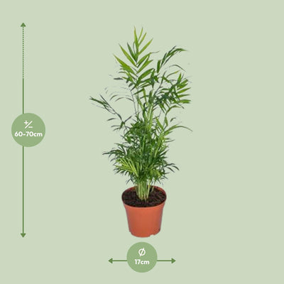 Mexikanische Bergpalme Chamaedorea Elegans Ø17cm Höhe 55cm