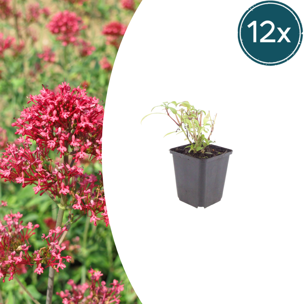 12x Rote Spornblume 'Coccineus' (10-25cm)