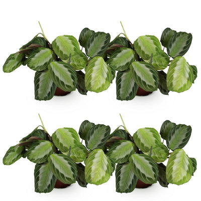 Green boutiQ - Zimmerpflanze - Maranta Fascinator Silverband - Gebetspflanze - Haustierfreundlich - Grün - 4 Pflanzen - Topf 12cm - Höhe 30-35cm
