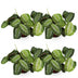 Green boutiQ - Houseplant - Maranta Fascinator Silverband - Prayer Plant - Pet Friendly - Green - 4 Plants - 12cm Pot - 30-35cm Height Bild 2