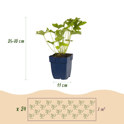 GreenboutiQ Schatten-Stauden-Paket: 24 Pflanzen für 3m², pflegeleicht