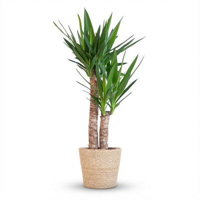 Yucca Elephantipes im Seegras-Korb - 90cm
