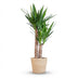 Yucca Elephantipes im Seegras-Korb - 90cm Bild 1