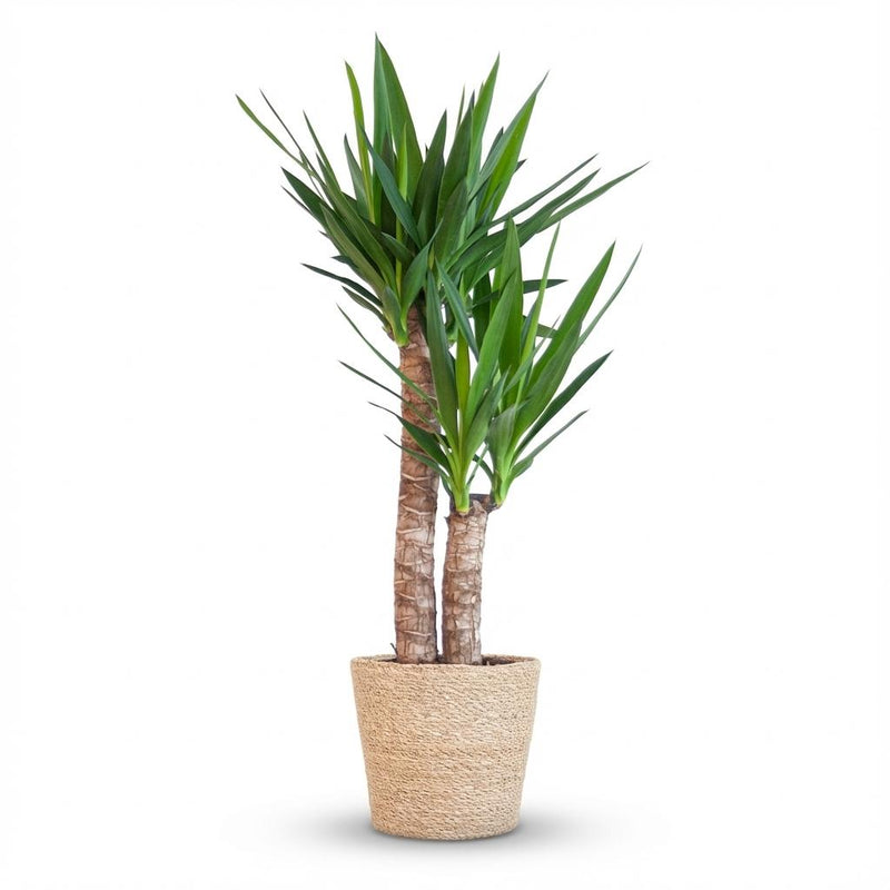 Yucca Elephantipes im Seegras-Korb - 90cm