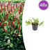 48x Persicaria aff. 'Darjeeling Red' Staude - 10-25cm, Ø9cm Bild 1