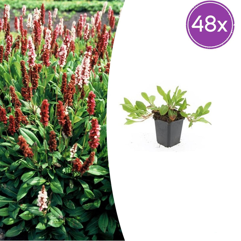 48x Persicaria aff. 'Darjeeling Red' Staude - 10-25cm, Ø9cm