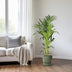 Kentia Palm (Howea Forsteriana) Ø21cm, H130cm - Elegant Houseplant Bild 3