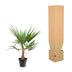 Trachycarpus Fortunei Palme - 90-100cm - Ø21 Bild 4