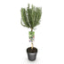 GreenboutiQ Rosmarinus officinalis Standard, evergreen, winter-hardy, purple flower Bild 2