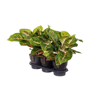 Aglaonema Spring Red – Große Zimmerpflanze im 19cm Topf, 60cm hoch