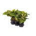 Aglaonema Spring Red – Große Zimmerpflanze im 19cm Topf, 60cm hoch Bild 2