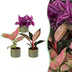 Baby Paradise Mix: 3 tropische Pflanzen im Topf Ø6cm Bild 1