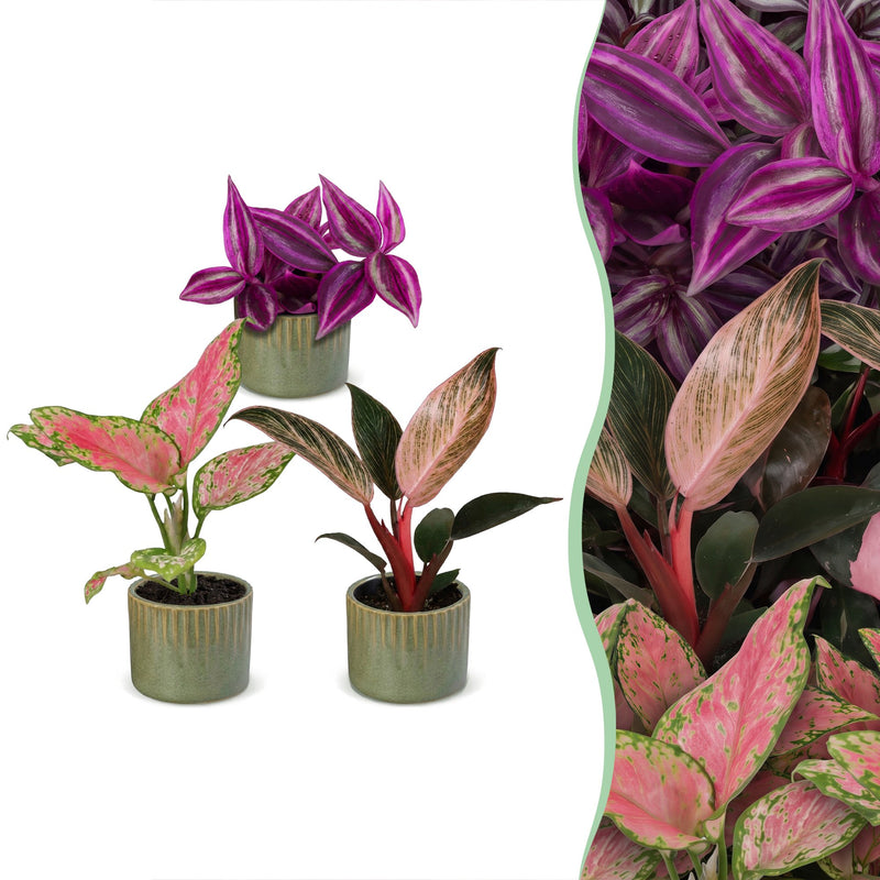 Baby Paradise Mix: 3 tropische Pflanzen im Topf Ø6cm