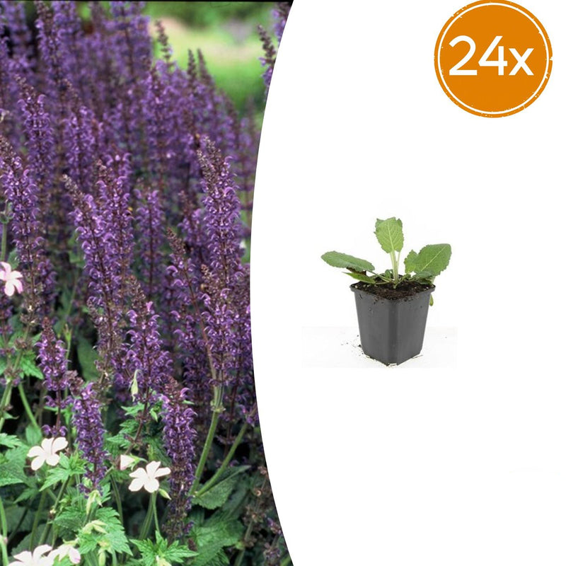 24x Salvia nem. 'Mainacht' - Blaue Blütenstaude für sonnige Beete