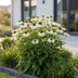 Green boutiQ - Stauden - Echinacea purp. Alba - Sonnenhut - Bienen- und Schmetterlingszieher - Weiß - 12 Pflanzen - Topf 11cm - Höhe 15-25cm Bild 6