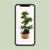 Ficus Ginseng Ø27cm - 70cm hoch Bild 5