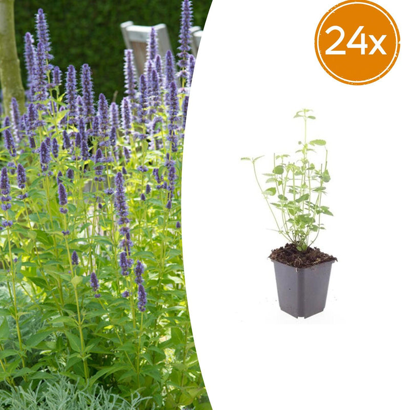 24x Agastache 'Black Adder' perennial, 10-25cm, Ø9cm