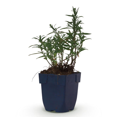 Green boutiQ - Staude - Aster (D) Mittelmeer - Strandaster - Bienen und Schmetterlingsanwerfer - Lila - 1 Pflanze - Topf 11cm - Höhe 15-25cm