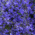 60x Stern-Glockenblume 'Stella' - 10-25cm - Ø9cm Bild 5