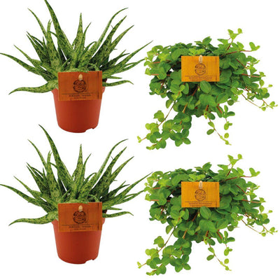 2x Aloe Spider & 2x Peperomia Rotundifolia im 10,5cm Topf