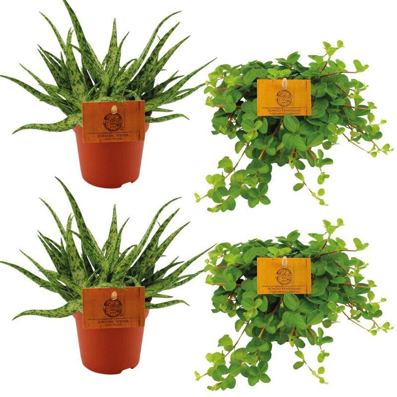 2x Aloe Spider & 2x Peperomia Rotundifolia in 10.5cm pot