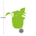 Epipremnum Pinnatum 'Golden Pothos' in ELHO Pot Pink 14 cm Bild 2
