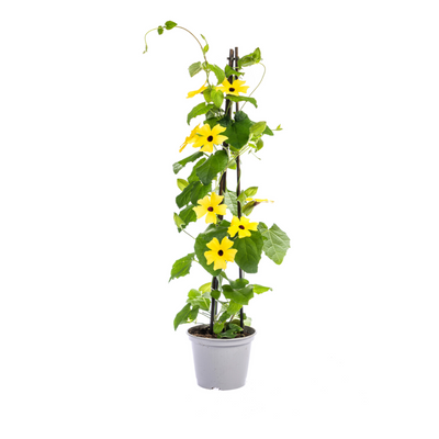 4x Thunbergia alata 'Sunny Susy Mix' im 13cm Topf - bunte Blütenpracht!