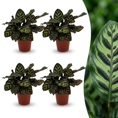 Green boutiQ - Calathea Makoyana - Pfauenpflanze - 4 Pflanzen - Topf 12cm - Höhe - 25cm