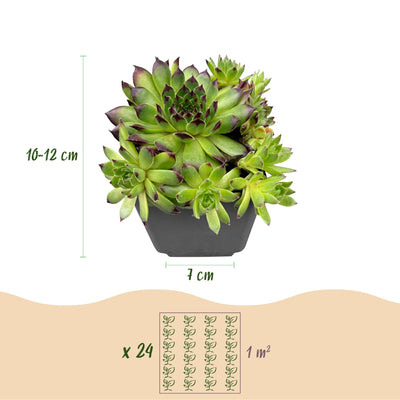 6x - Sempervivum Big Sam - Ø7cm - ↕10-12cm