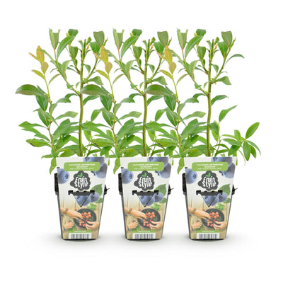 GreenboutiQ Blaubeere Bluegold: 3 winterharte Pflanzen im Topf