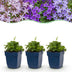 Green boutiQ - Perennial - Campanula portenschlagiana Tricolour - Peachleaf bellflower - Groundcover - Purple - Pink - White - 24 Plants - Pot 11cm - Height 15-25cm Bild 2